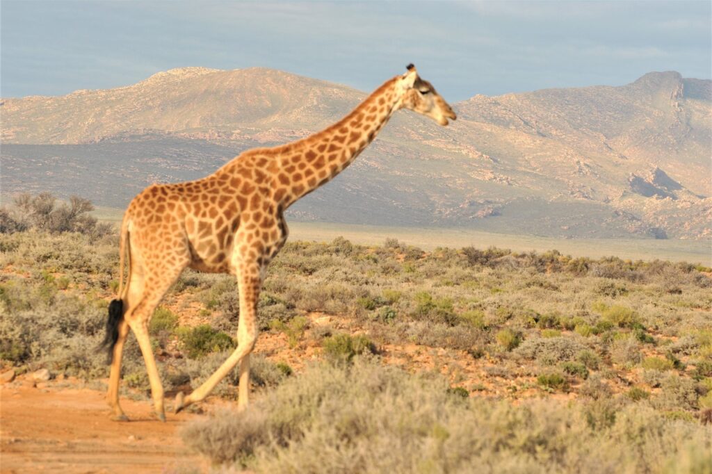 Safari (20)