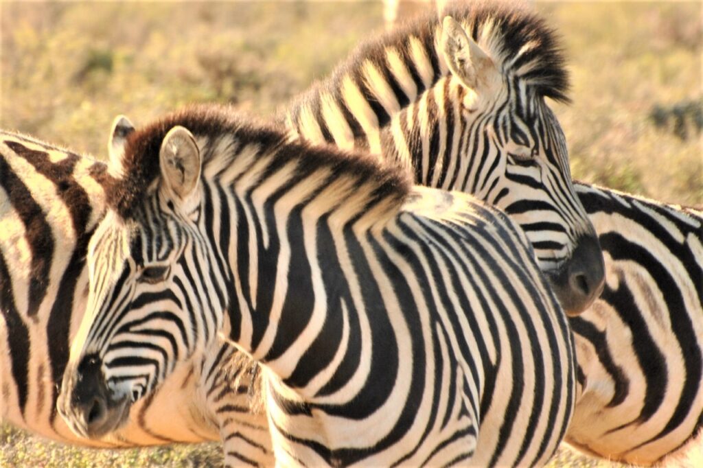 Safari (24)