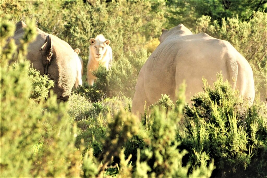 Safari (28)