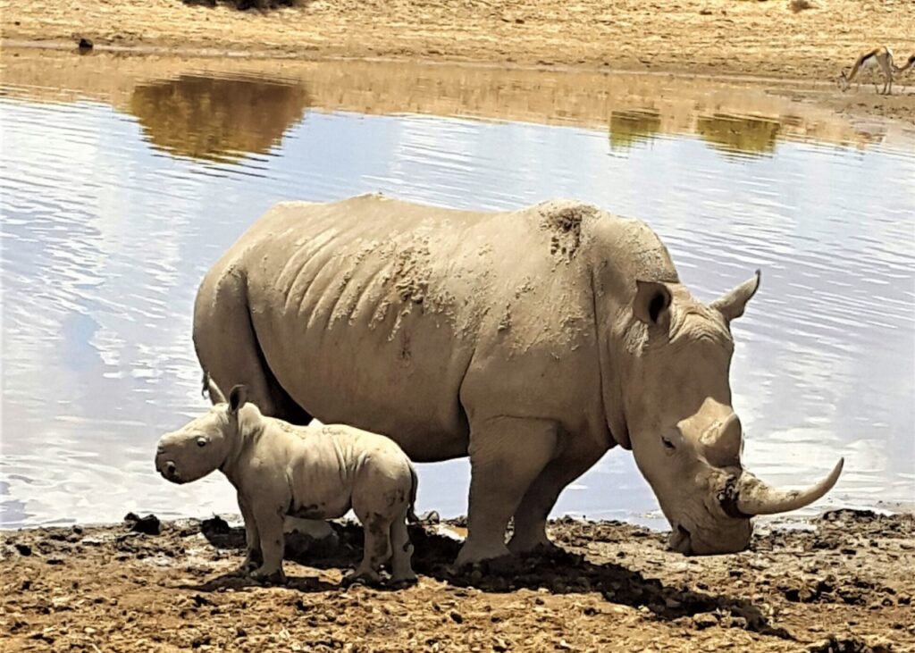 Safari (3)
