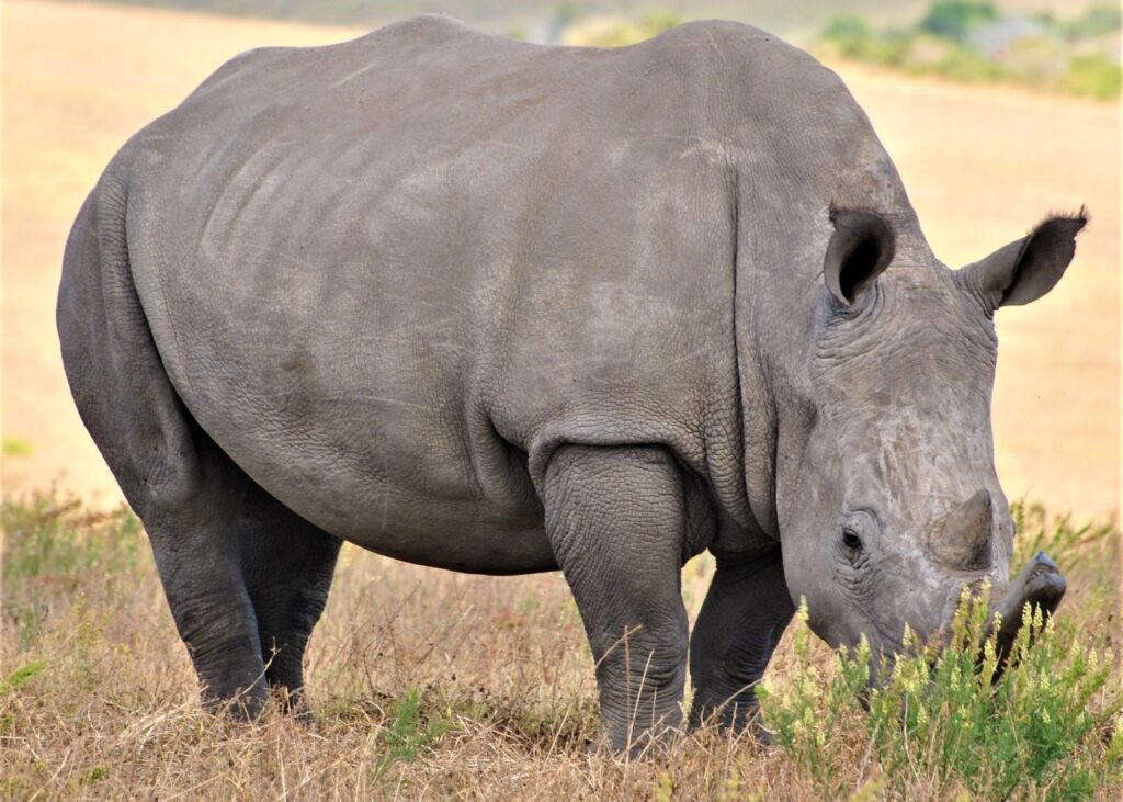 Safari (8)